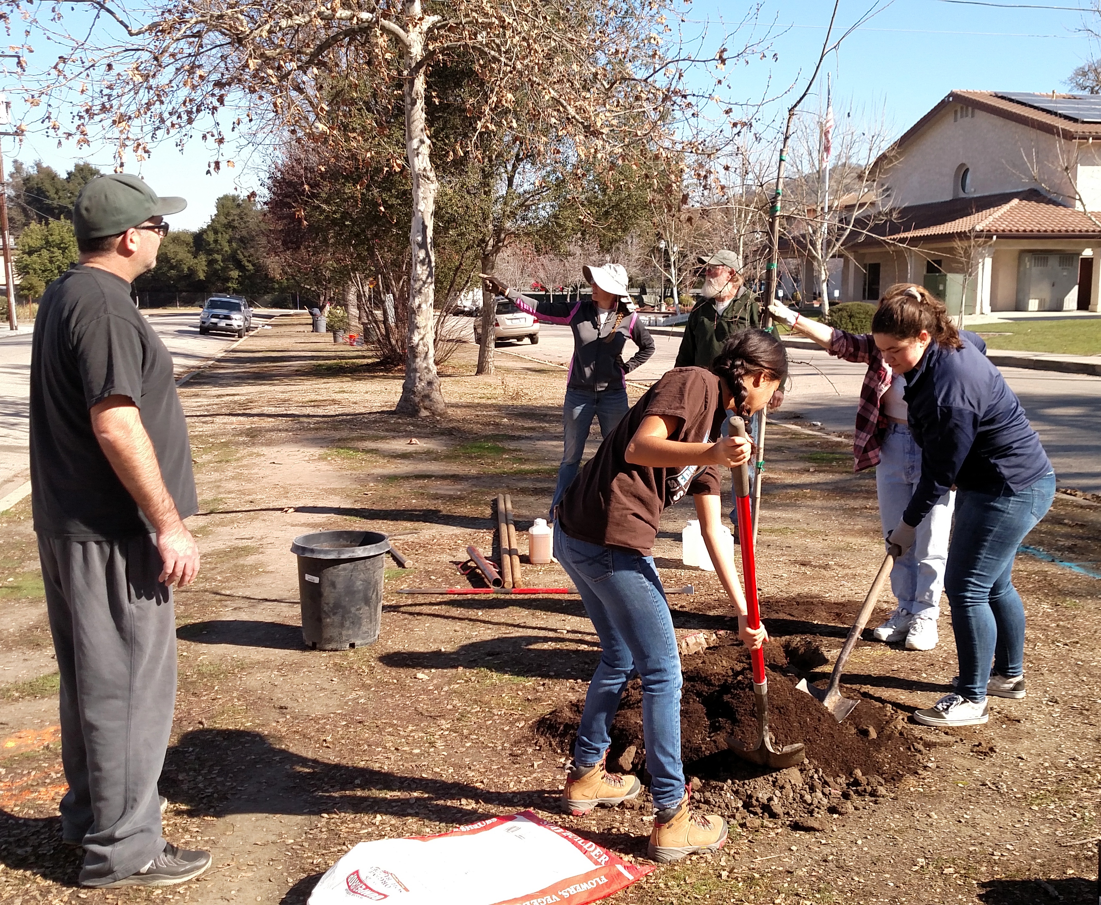 Planting a Valley Oak tree